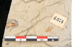 Foto (Detailansicht) von Pinus hepios Unger (NHMW-GEO-2024-0188-6374)